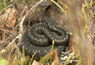 Гадюки открыли сезон охоты в Ленобласти: как распознать опасную змею и действовать при нападении