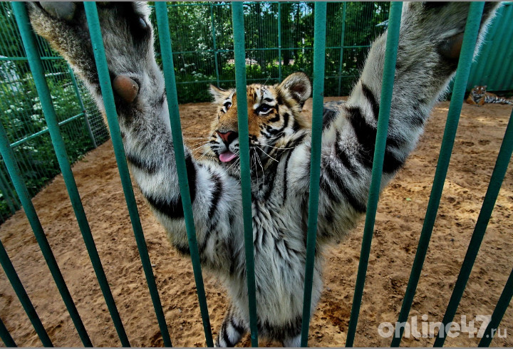 Лапки, уши и хвост: в Ленобласти появился хоспис для хищных кошек «Дом тигра»